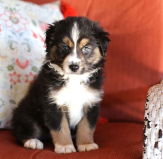 Miniature Australian Shepherd Puppies for Sale