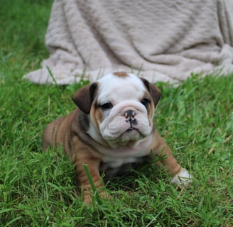 English Bulldog puppies for sale