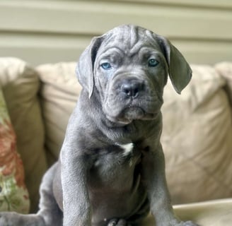 Cane Corso Puppies for Sale