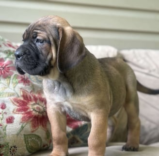 Cane Corso Puppies for Sale