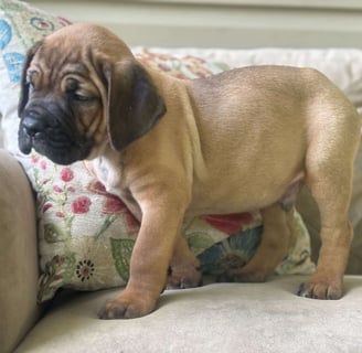 Cane Corso Puppies for Sale