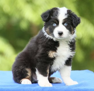 Miniature Australian Shepherd Puppies for Sale