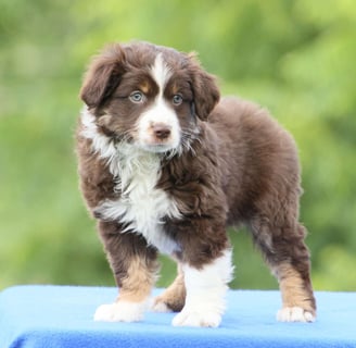 Miniature Australian Shepherd Puppies for Sale