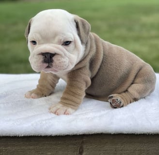 English Bulldog puppies for sale