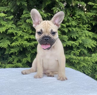 French Bulldog Puppies for Sale