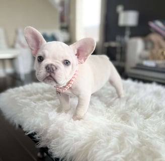 French Bulldog Puppies for Sale