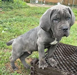 Cane Corso Puppies for Sale