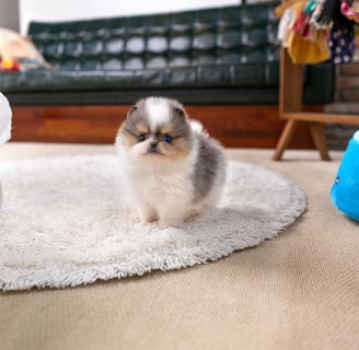 Teacup Pomeranian Puppies for Sale