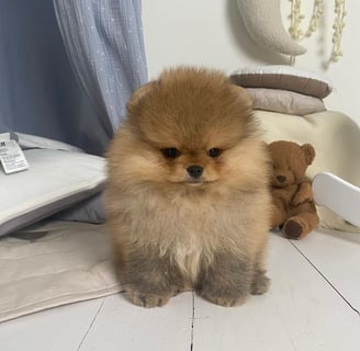 Teacup Pomeranian Puppies for Sale 