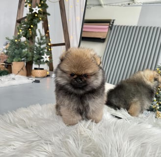 Teacup Pomeranian Puppies for Sale