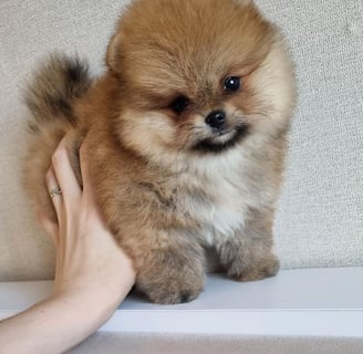 Teacup Pomeranian Puppies for Sale
