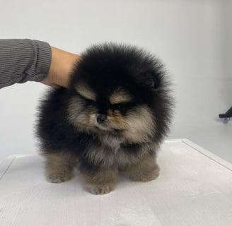Teacup Pomeranian Puppies for Sale