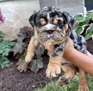 English Bulldog puppies for sale
