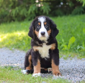 Bernese Mountain puppies for sale