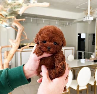 Poodle Puppies for Sale