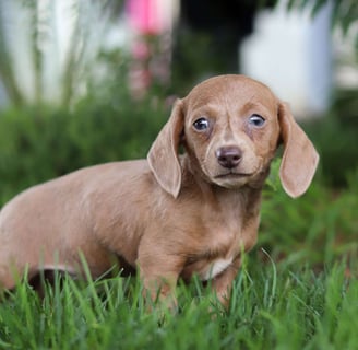 Dachshund puppies for sale