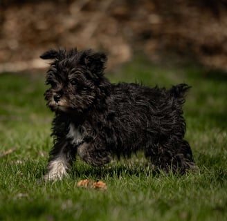 Schnauzer Puppies for Sale