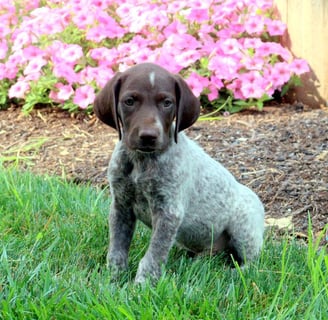 German Shorthaired Pointer Puppies for Sale 