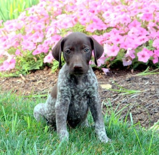 German Shorthaired Pointer Puppies for Sale 
