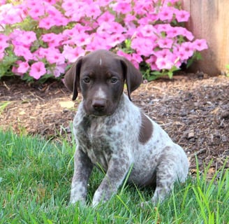 German Shorthaired Pointer Puppies for Sale 
