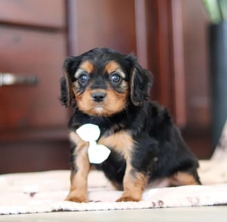 Cavalier King Charles Spaniel Puppies for Sale