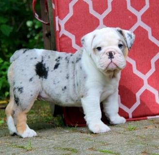 English Bulldog puppies for sale