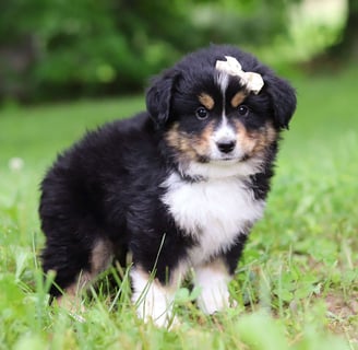 Miniature Australian Shepherd Puppies for Sale