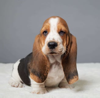 Basset Hound Puppies for Sale