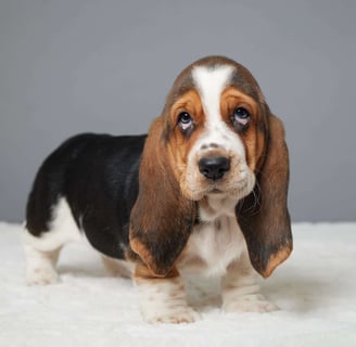 Basset Hound Puppies for Sale