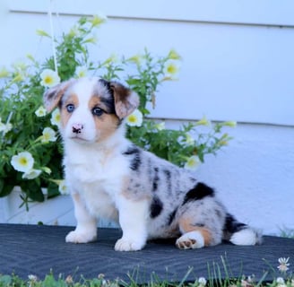 Pembroke Welsh Corgi Puppies for Sale