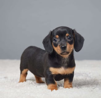 Dachshund puppies for sale