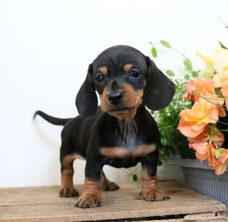 Dachshund puppies for sale