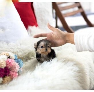 Teacup Yorkies for Sale