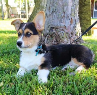 Pembroke Welsh Corgi Puppies for Sale