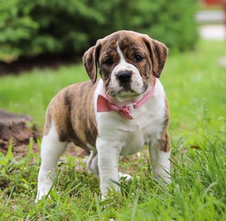 Beabull Puppies for Sale