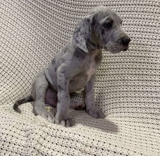 Great Dane Puppies for Sale