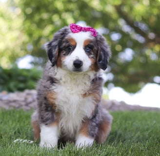 Puppies for Sale