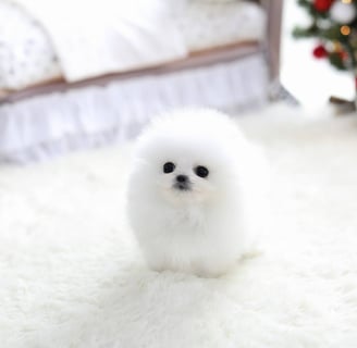 Teacup Pomeranian Puppies for Sale