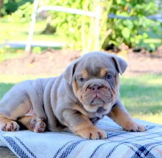 English Bulldog puppies for sale