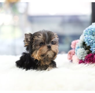Teacup Yorkies for Sale