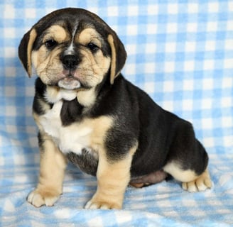baebull puppies for sale