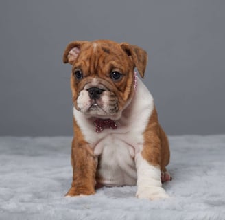 English Bulldog puppies for sale