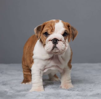 English Bulldog puppies for sale