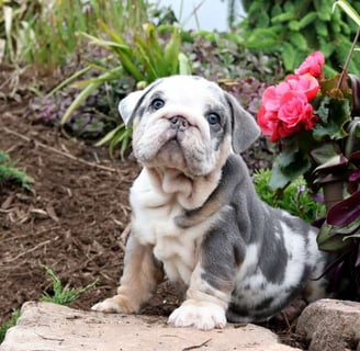 English Bulldog puppies for sale