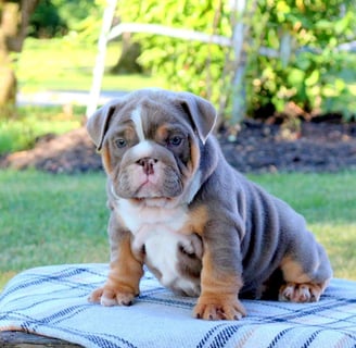 English Bulldog puppies for sale