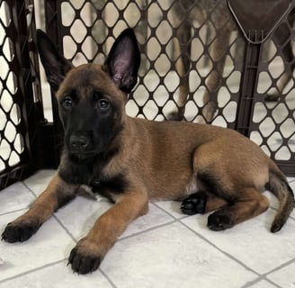 Belgian Malinois Puppies for Sale
