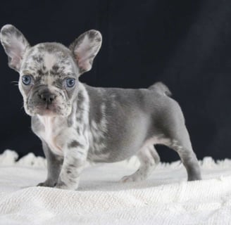 French Bulldog Puppies for Sale
