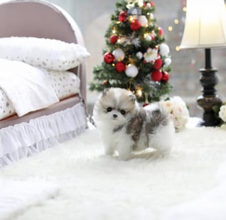 Teacup Pomeranian Puppies for Sale