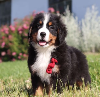 Bernese Mountain puppies for sale