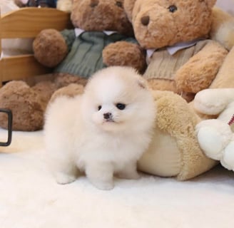 Teacup Pomeranian Puppies for Sale 